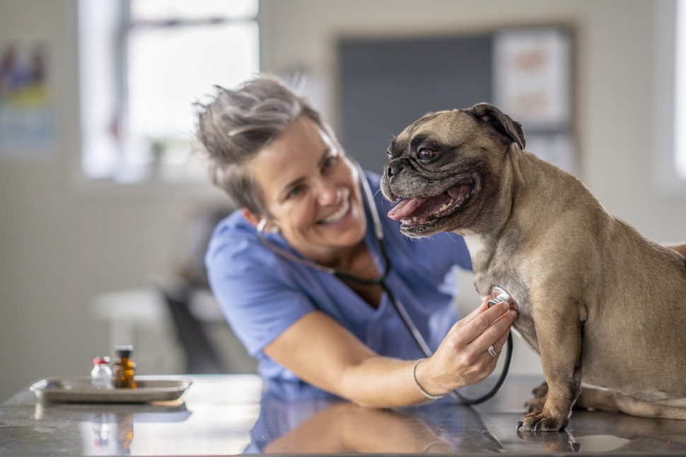 Hundekrankenversicherung Test und Vergleich