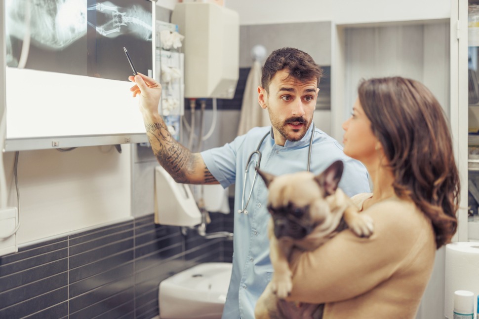 Hunde-OP Versicherung trotz Vorerkrankung