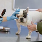 Hundeversicherung Französische Bulldogge für rassespezifische Krankheiten