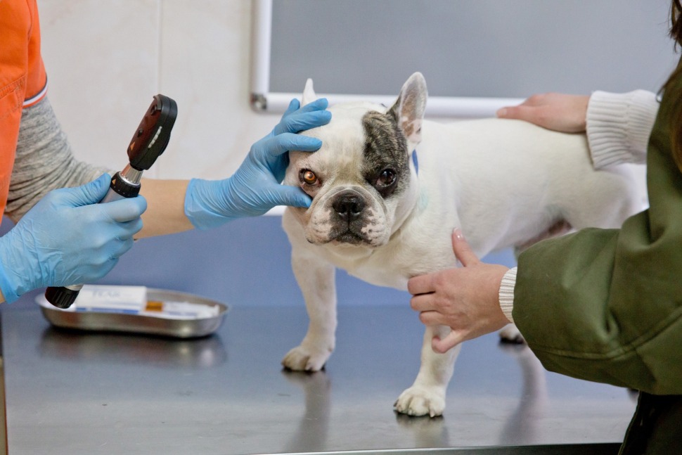 Hundeversicherung Französische Bulldogge für rassespezifische Krankheiten