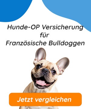 Hunde-OP Versicherung für Französische Bulldoggen