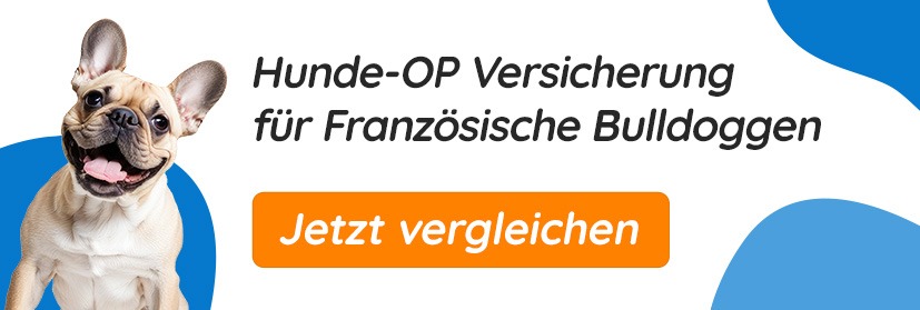 Hunde-OP Versicherung für Französische Bulldoggen