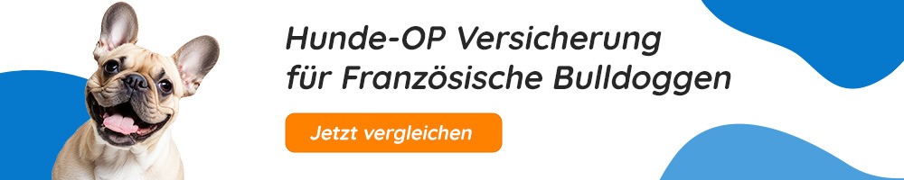 Hunde-OP Versicherung für Französische Bulldoggen