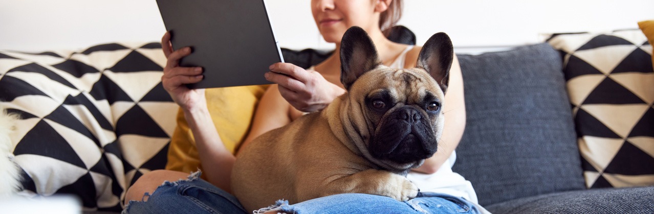 Hundeversicherung Französische Bulldogge Hunde-OP Versicherung Hundekrankenversicherung