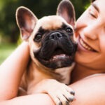Hundeversicherung Französische Bulldogge mit Kaiserschnitt