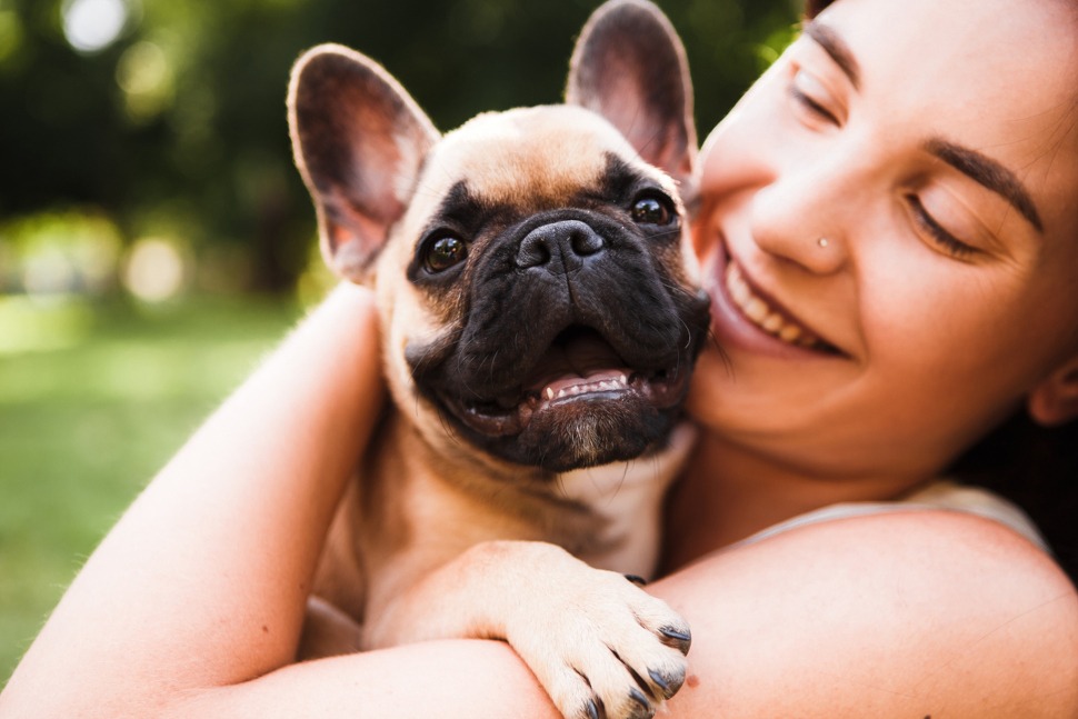 Hundeversicherung Französische Bulldogge mit Kaiserschnitt