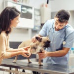 Hundeversicherung für Französische Bulldogge mit Vorerkrankung
