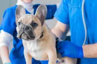 Krankheiten Französische Bulldogge