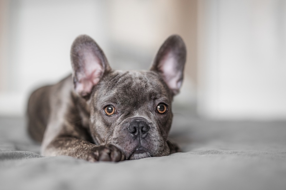 Typische Krankheiten bei der Französischen Bulldogge